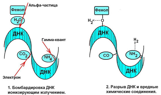 Механизм разрушения нормальной химической структуры ДНК ионизирующим излучением