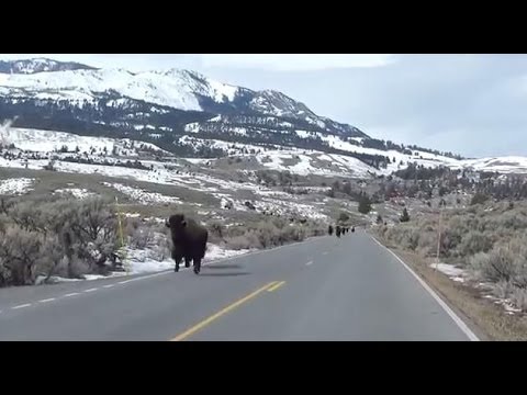 Из национального парка Yellostone в панике бегут бизоны.