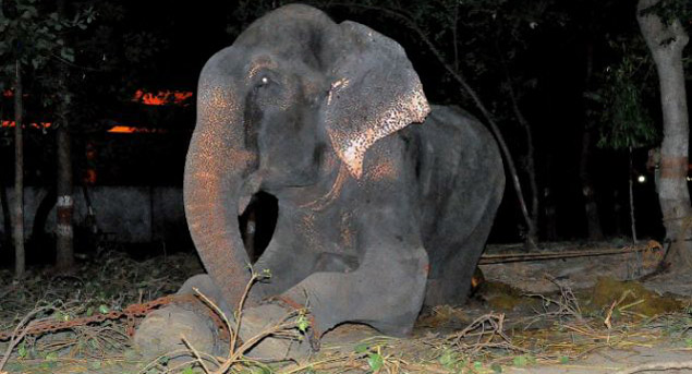 В Индии заплакал слон, который провел полвека в цепях