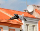 ВОСПОМИНАНИЯ О СЛАВЯНСКОЙ ВИЛЬНЕ