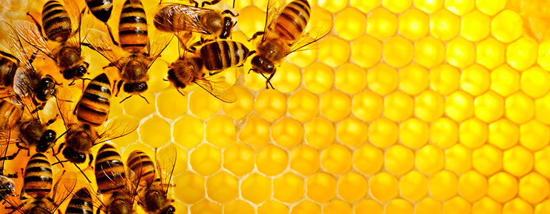 Пчелы вымирают. Твой голос может остановить этот процесс