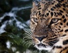Китай намерен перенять российский опыт парка «Земля леопарда»