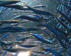 Для противодействия незаконной добыче водных биоресурсов создан эффективный правовой механизм