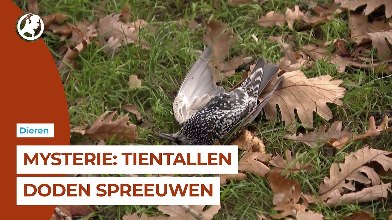 В Голландии тестирование 5G привело к моментальной гибели сотен птиц