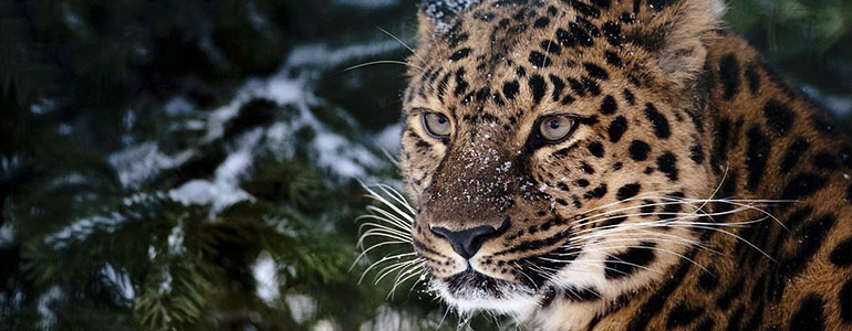 Китай намерен перенять российский опыт парка «Земля леопарда»