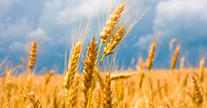 “Зерновая сделка” Украины помогла российским фермерам экспортировать свою продукцию